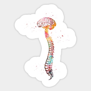 Human Spine with Brain Sticker